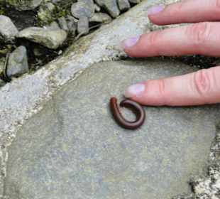 Poring Hot Springs - Schmetterlingsgarten