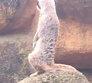 Singapur Zoo