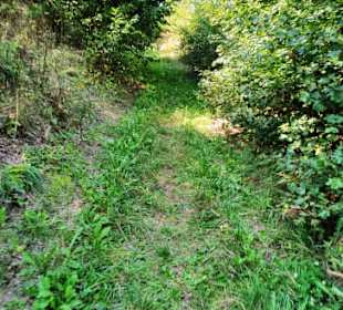 Pfad sieht man schon