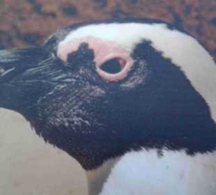 Boulders Beach