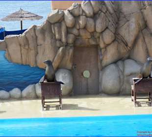 Vorführung Show der Seelöwen