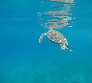 Schnorcheln Marsa Alam