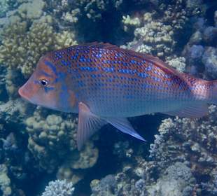 Schnorcheln Makadi Bay