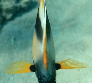 Rafa przy pomoście "Stella"