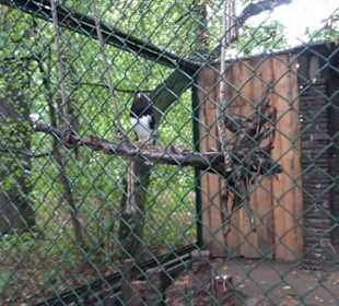 Tierpark