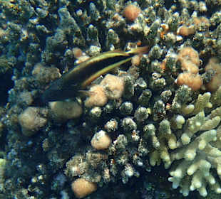 Das intakte Hausriff