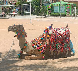 Reiten & Kamelreiten Dana Beach