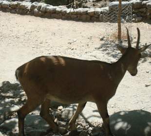 Горная коза кри-кри