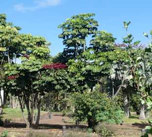 Taoro-Park – unterwegs im oberen Bereich