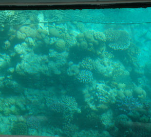 Glasboat Trip bei House Riff von Mövenpick Anlage