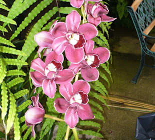 In Pregetter's Orchideengarten