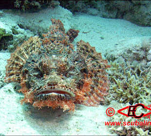 Bärtiger Drachenkop im Roten Meer