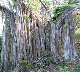 Luftwurzeln