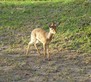 Dikdik