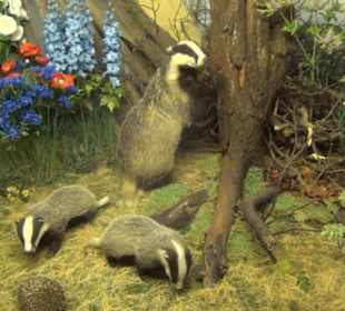 Museum Jagdtier + Vogelkunde