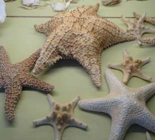 Rundgang durch das Muschelmuseum Wremen