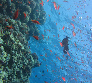 Hausriff Hotel Sheraton Soma Bay Resort