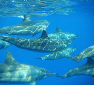 Delfine am Steg und wir mittendrin