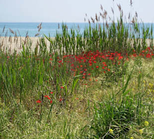 Strand Olympic Beach/Olympiaki Akti