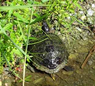 Eindrücke vom Rundgang durch die Gärten