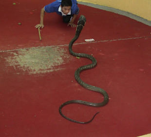 Schlangenshow