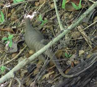 Waran auf Similan Island
