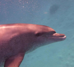 Einmalie Erlebnisse mit Mo´s Delfinen