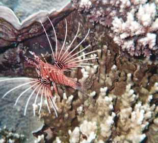 Achtung ich bin giftig