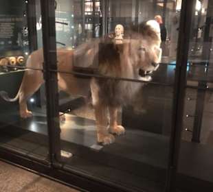 Museum für Naturkunde
