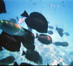 Fische am Riff