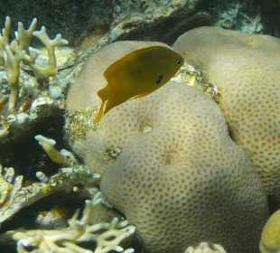 Schnorcheln Sharm el Sheikh