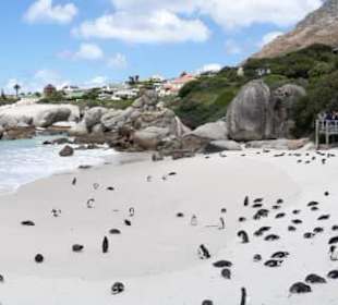 Panorama Boulder's Beach