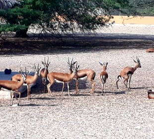 Al Areen Wildlife Park