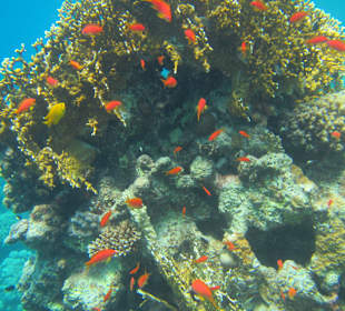 Artenvielfalt am Hausriff, vor Fußtritten schützen