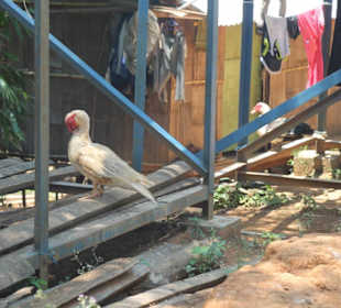 Orang Asli Village Kejar Hill