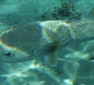 Grosser Igelfisch / Prima Life