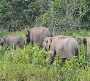 Elefanten Safari im Kaudulla National Park