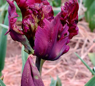 Wandern Chrzypsko Wielkie