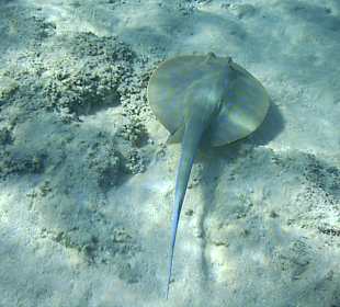 Schnorcheln Marsa Alam