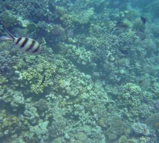 Schnorcheln-Hausriff