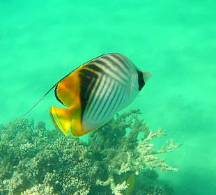 Schnorcheln Makadi Bay