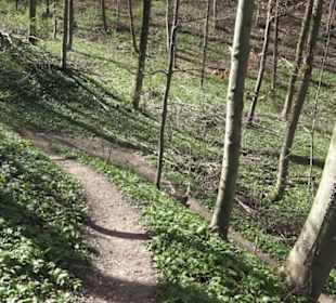 Wanderweg Hochgehkämpft