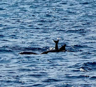 Delfintour 