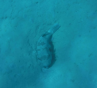 Kugelfisch. Hotel Prima Life Makadi Bay