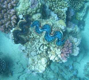 Schöne Unterwasserwelt am Hausriff Hotel Iberotel Coraya Bea