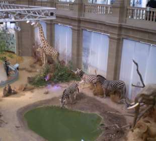 Zoologisches Forschungsmuseum Alexander Koenig
