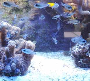 Im Aquarium unterwegs