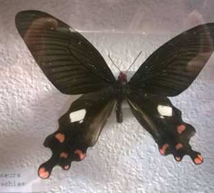 Wystawa najpiękniejszych, wyselekcjonowanych motyli