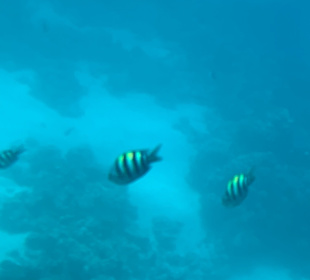 Schnorcheln Marsa Alam