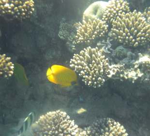 Riff Korallen - Hotel Citadel Azur Resort